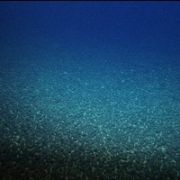 南鳥島の沖合の海底に密集するマンガン団塊＝日本財団提供