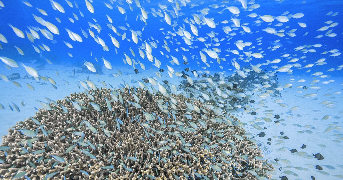 水中写真連載 So Blue：「世界が恋する海」 ダイバー魅了するケラマ