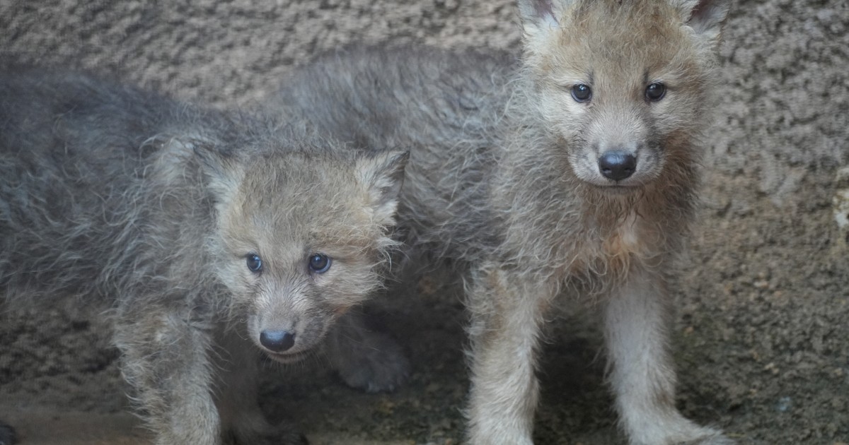 限定4500体 KOSTA BODA WWF 世界自然保護基金 　オオカミの親子 ホッキョクオオカミの赤ちゃん誕生 国内初、絶滅危惧種 那須 [写真特集