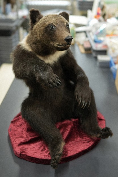 photoリポート 標本制作団体が活躍 魅惑のホネの世界 ／北海道 | 毎日新聞