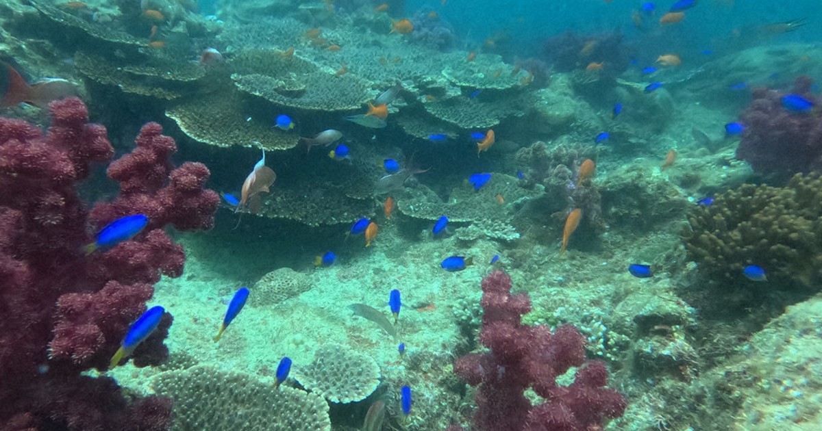 魚に出合えるダイビング キラキラ、みなづきの海 長崎の無人島「大蟇島