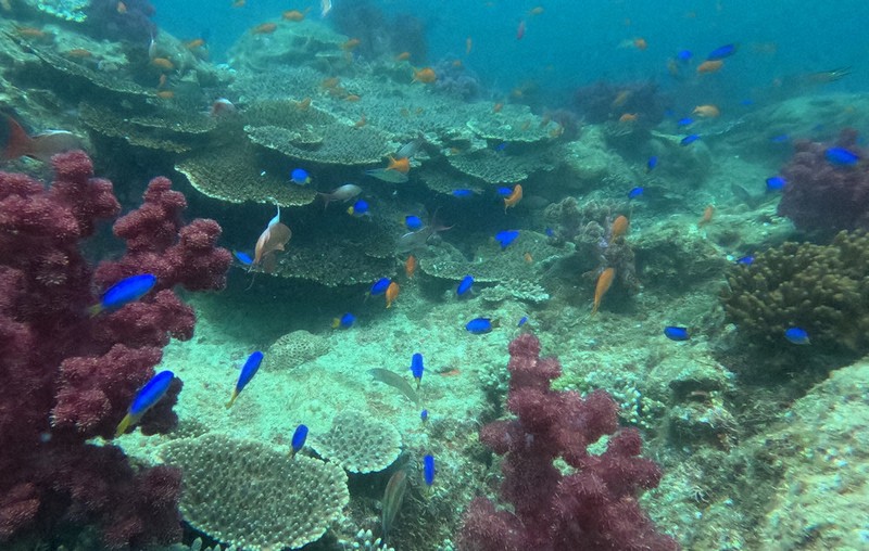 魚に出合えるダイビング キラキラ、みなづきの海 長崎の無人島「大蟇島