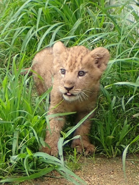 名前、選びにきてね 赤ちゃんライオン7日9日公開 とくしま動物園