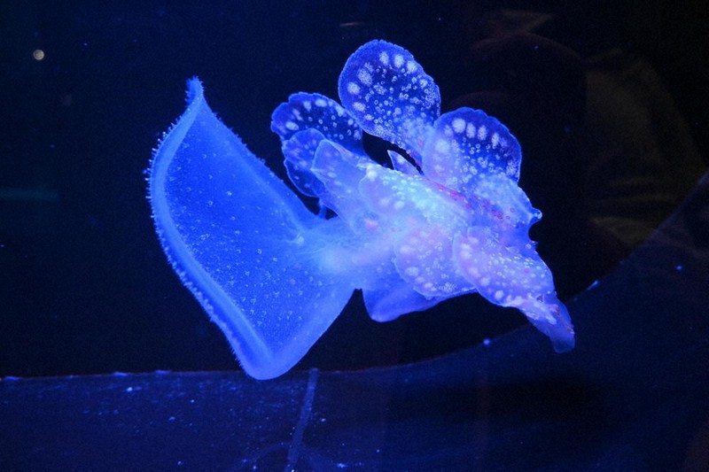 海のお月様 ウミウシのプリンセス インテリア アクアリウム 鮫 海のお月様 ウミウシのプリンセス インテリア アクアリウム 鮫 海のお月様