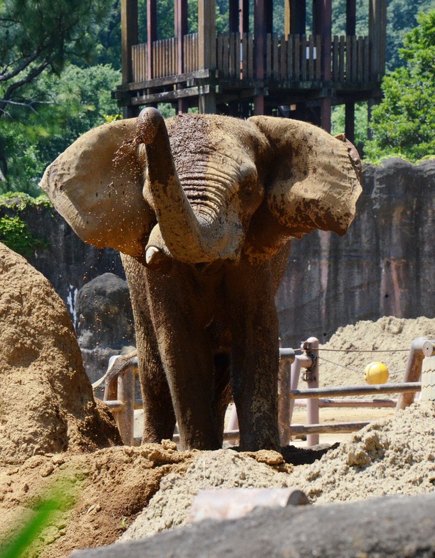 アフリカゾウの牙を抜く処置、国内で初めて成功 多摩動物公園 [写真