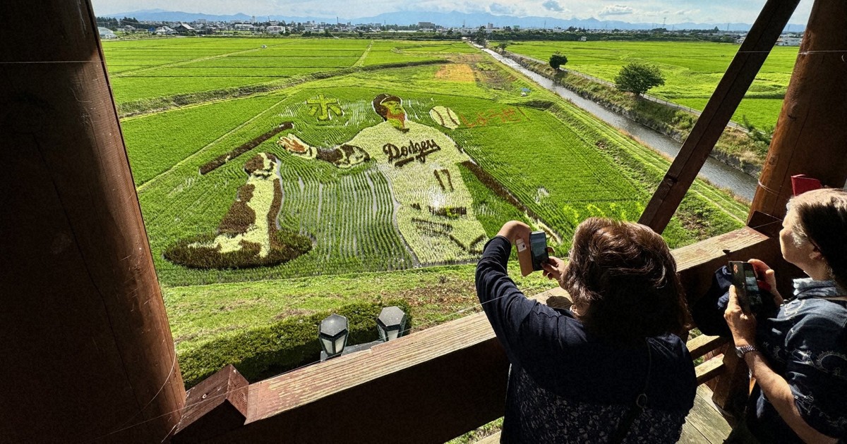 目指せ3冠! 大谷翔平選手の古里に田んぼアート デコピンも [写真特集2