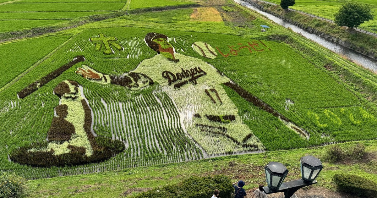 目指せ3冠! 大谷翔平選手の古里に田んぼアート デコピンも | 毎日新聞