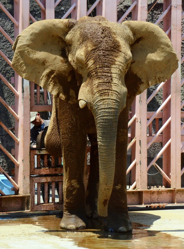 ゾウの牙彫刻 象牙彫刻 象とライオン | 古美術ささき