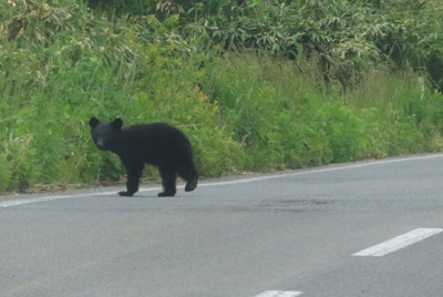 2016年5～6月に4人がクマに襲われて死亡したとみられる現場周辺の道路を歩くクマ＝秋田県鹿角市の田代平付近で2024年6月18日正午ごろ、工藤哲撮影