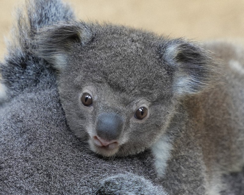 コアラの赤ちゃんの名前選んでね 6日から投票開始 東山動植物園 | 毎日新聞