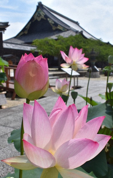 ハスの花イメージ、かき氷 津・専修寺「和彩AKARI」 「実」トッピング