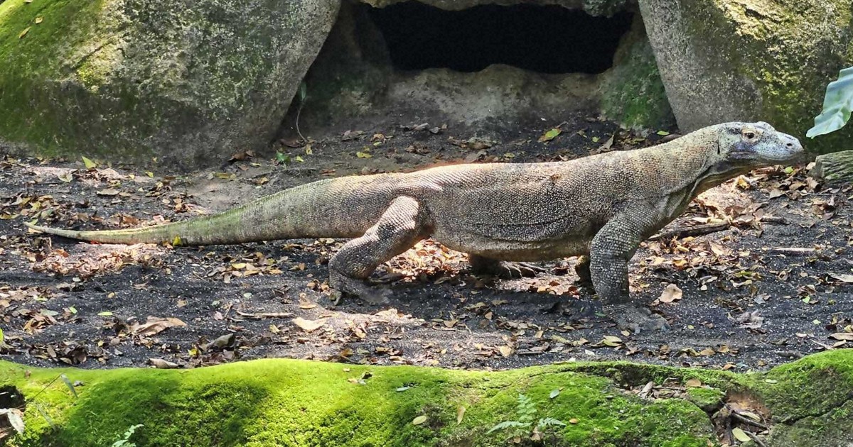 世界最大「コモドオオトカゲ」、東山動植物園で飼育へ 国内園で唯一