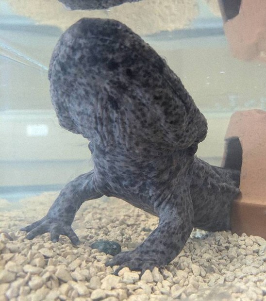 オオサンショウウオ Earthquake prediction?] I came across a gigantic salamander while