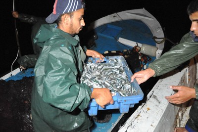 深夜に5時間をかけた漁獲量は、イワシの稚魚ばかり3箱分だった＝パレスチナ自治区ガザ地区沖の地中海で2010年6月11日午前4時14分、花岡洋二撮影