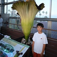 全長2m超 世界最大級の花「ショクダイオオコンニャク」開花 宮崎 [写真