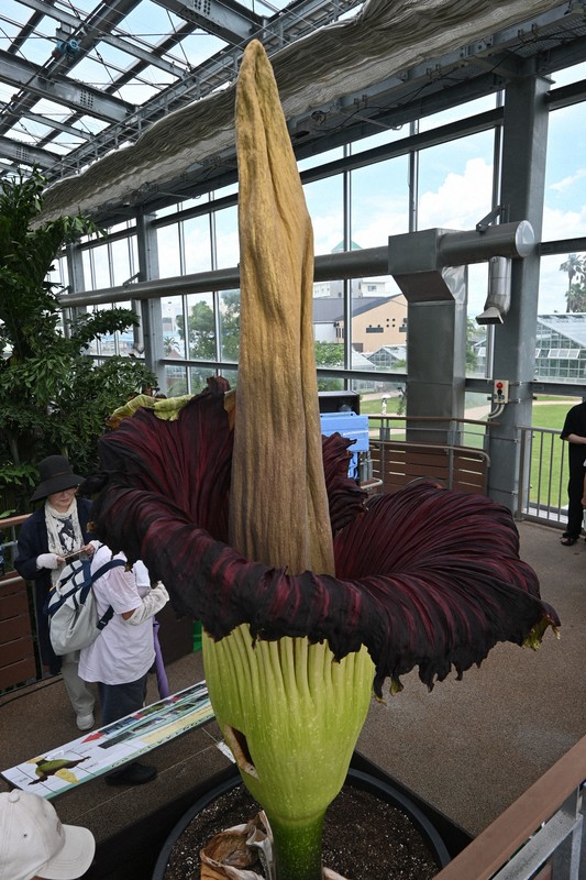 全長2m超 世界最大級の花「ショクダイオオコンニャク」開花 宮崎 [写真