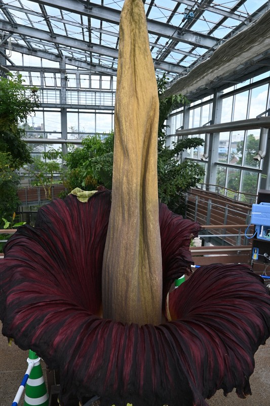 全長2m超 世界最大級の花「ショクダイオオコンニャク」開花 宮崎 [写真