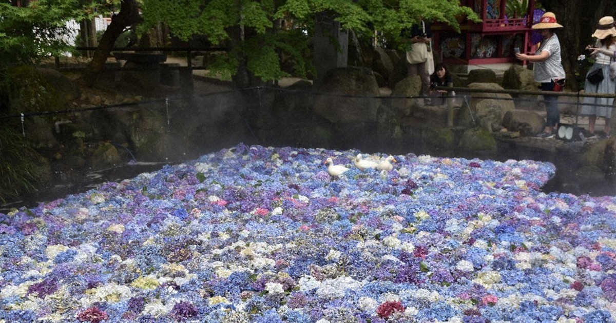 雨花ページ 雨に濡れた紫陽花の無料の写真素材 - ID.249｜フリー素材 ぱくたそ