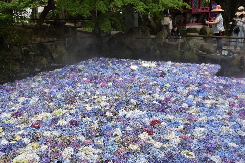 アジサイの水中じゅうたん 桜川・雨引観音 ／茨城 | 毎日新聞