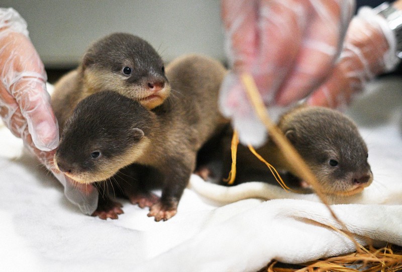 コツメカワウソ コツメカワウソの赤ちゃん 名前決定！ | 株式会社よみうりランド