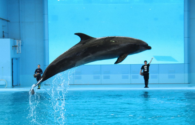 アイナ・ジ・エンドさんコラボ 横浜・シーパラでリニューアル