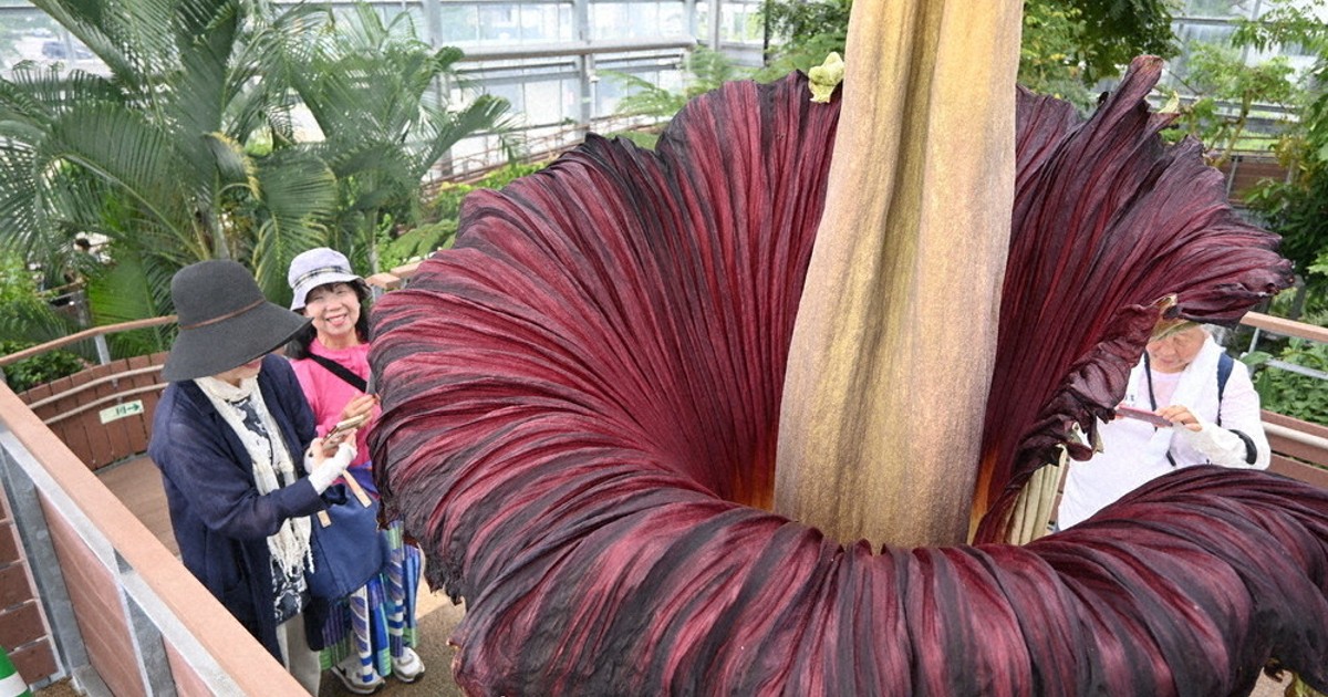葵A940 洋書 ボタニカル 熱帯植物 紙物 ジャンクジャーナル Amazon.co.jp: レア洋書 大型本 イギリスと北ヨーロッパの植物