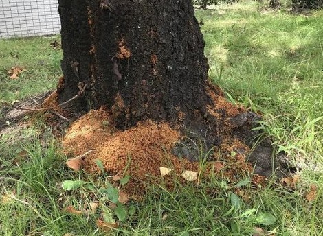 外来カミキリ、ご注意を 府内初確認、情報提供呼び掛け 早期発見で拡散
