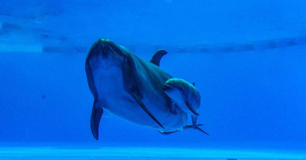 バンドウイルカ、繁殖成功 アクアワールド、02年新装以来初 「乳母役