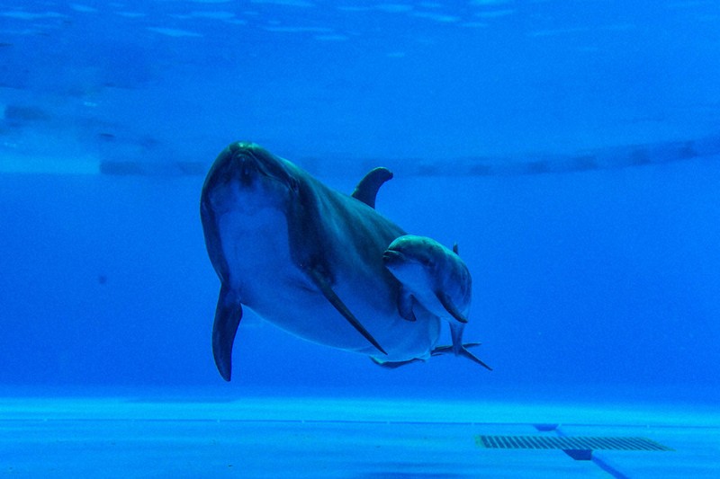 バンドウイルカ、繁殖成功 アクアワールド、02年新装以来初 「乳母役