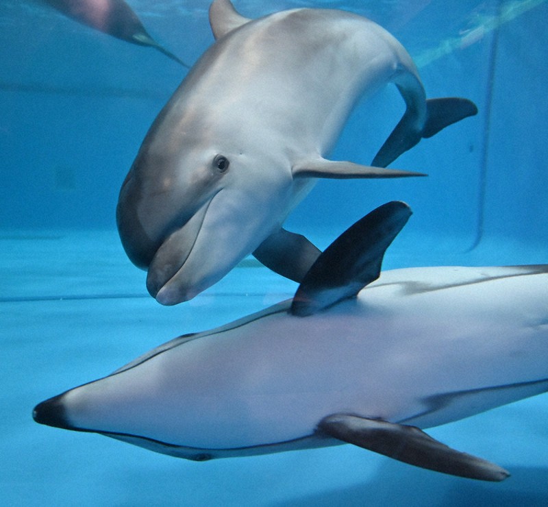 バンドウイルカ、繁殖成功 アクアワールド、02年新装以来初 「乳母役