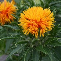 咲き誇る山形の県花、「紅花」＝山形市で2024年7月7日午後1時半、竹内幹撮影