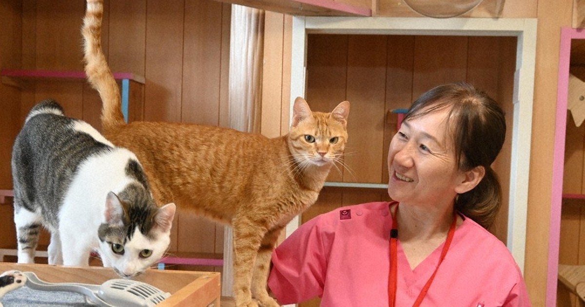 野良猫卒業”で激減 「長崎さくらねこの会」活動 シェルター、専門病院