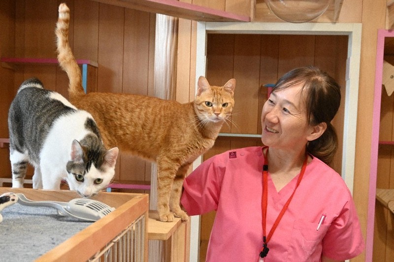 野良猫卒業”で激減 「長崎さくらねこの会」活動 シェルター、専門病院