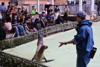 Visitors watch a sea lion performance at Awashima Marine Park in Numazu, Shizuoka Prefecture, on July 12, 2024. (Mainichi/Hiroshi Ishikawa)