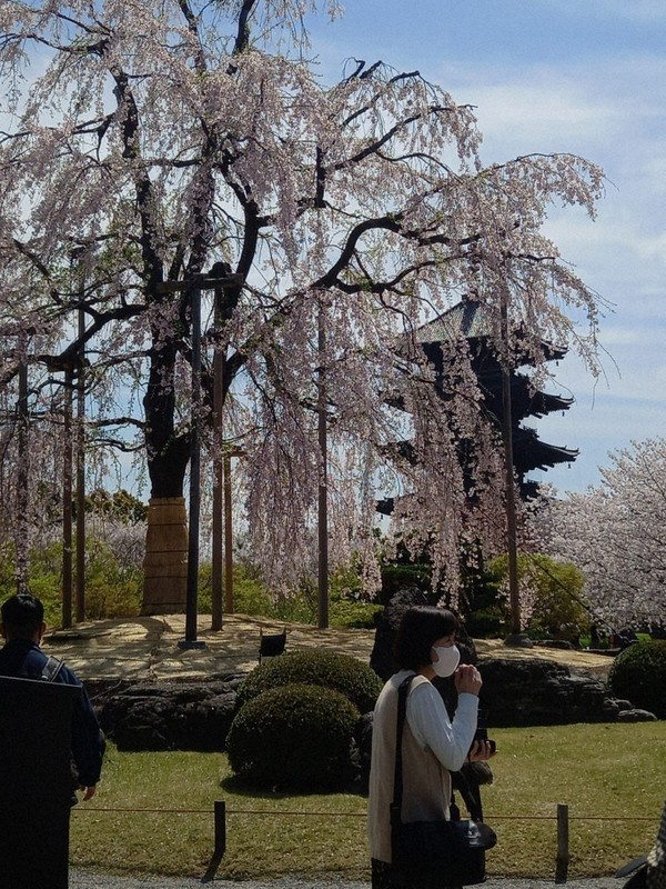 Edging Toward Japan How a dying tree taught me the true meaning of