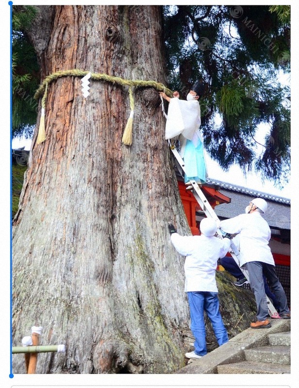 Edging Toward Japan How a dying tree taught me the true meaning of