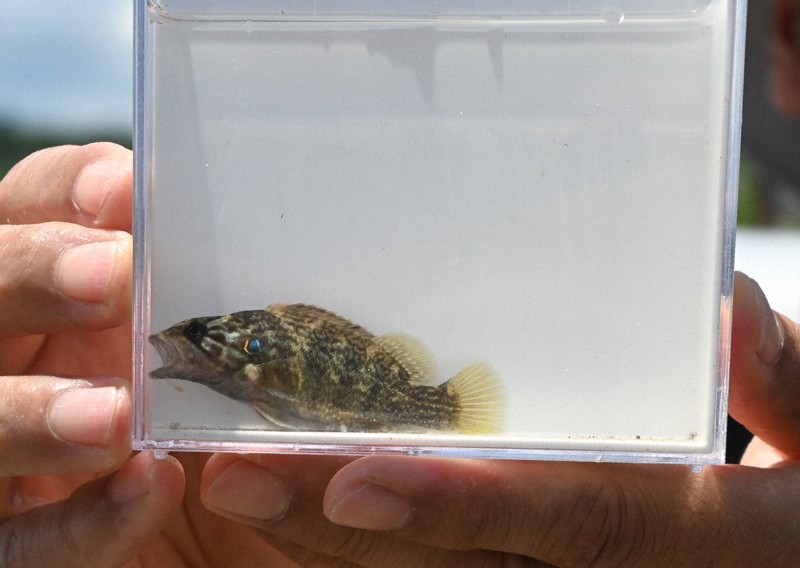 コウライオヤニラミ、宮崎で生息 肉食外来魚、県が大淀川支流で捕獲