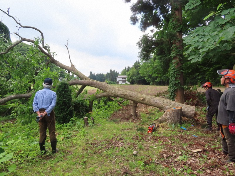 クマ対策で造林業者によって伐採された栗の木＝秋田県鹿角市で2024年6月14日、工藤哲撮影