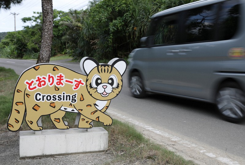 沖縄県内直接引渡し可】フィロデンドロン 希少種 タンゴ