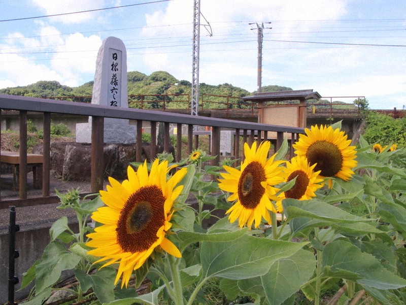 有田「7・18水害」 ヒマワリが寄り添う碑 開花、21日「愛でる会