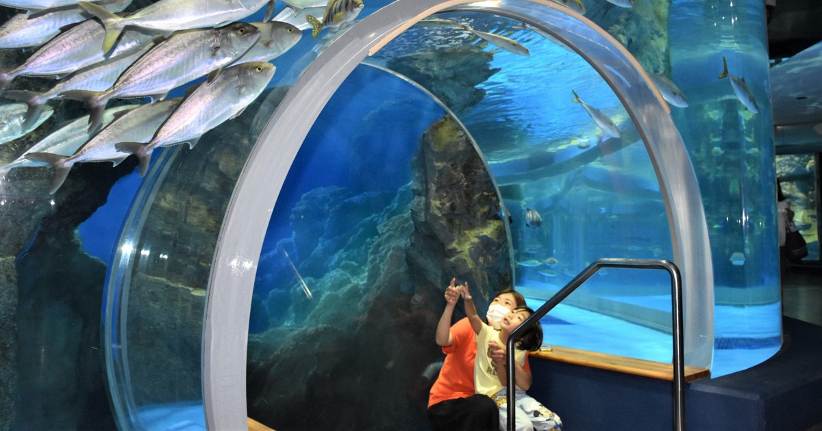 避難のペンギンたち戻る 地震から半年、「のとじま水族館」営業再開