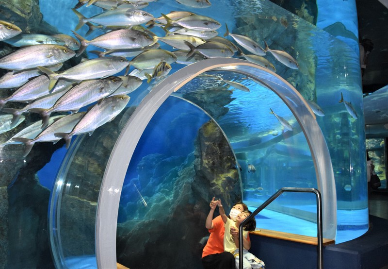 避難のペンギンたち戻る 地震から半年、「のとじま水族館」営業再開