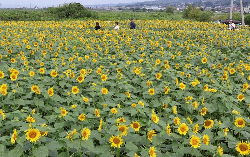 静岡・沼津でヒマワリが見ごろ 太陽の下、色鮮やかに咲き誇る | 毎日新聞