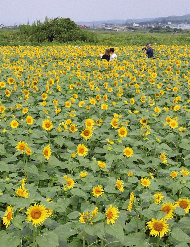 静岡・沼津でヒマワリが見ごろ 太陽の下、色鮮やかに咲き誇る [写真