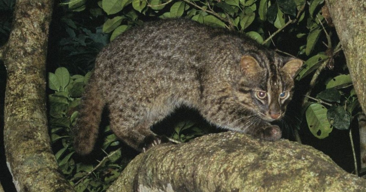 イリオモテヤマネコ 水の島に生きる Amazon.co.jp: イリオモテヤマネコ: 水の島に生きる : 土肥 昭夫