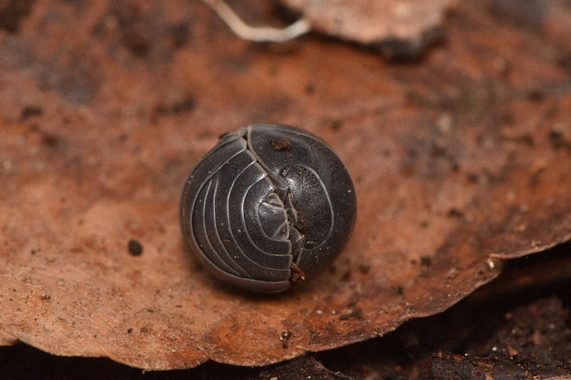自由研究お助け隊：迷路を作って観察しよう！ ダンゴムシの歩き方