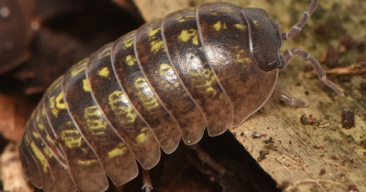 自由研究お助け隊：迷路を作って観察しよう！ ダンゴムシの歩き方