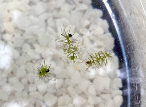 食虫植物 ムジナモ(巨椋池系統)10本 長さ10cm程度の株 食虫植物 ムジナモ(巨椋池系統)10本 長さ10cm程度の株 食