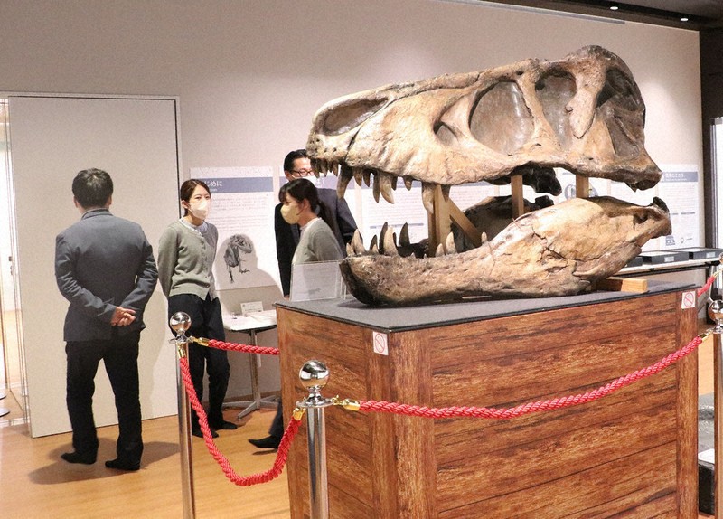 夏休みの強い味方 波佐見で化石展 ／長崎 | 毎日新聞