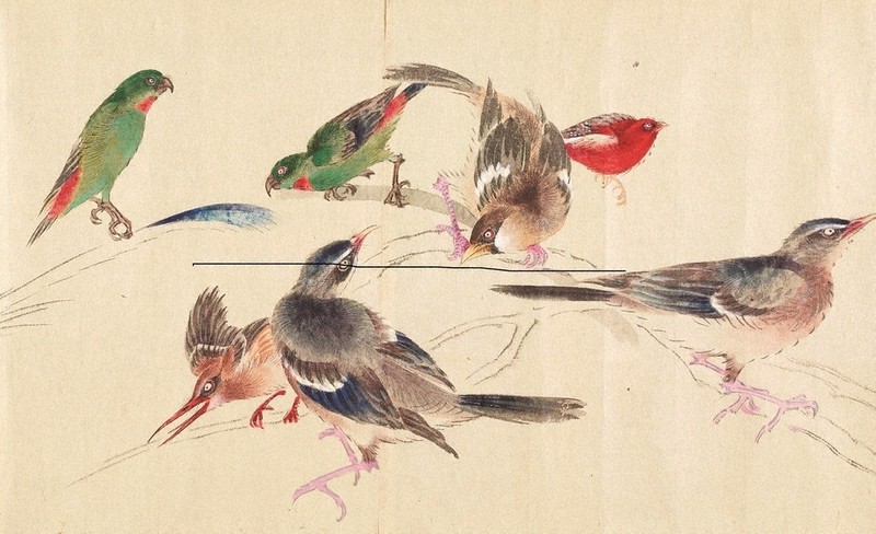 ART：千葉市美術館で岡本秋暉展 鮮麗「孔雀図」、名手の筆